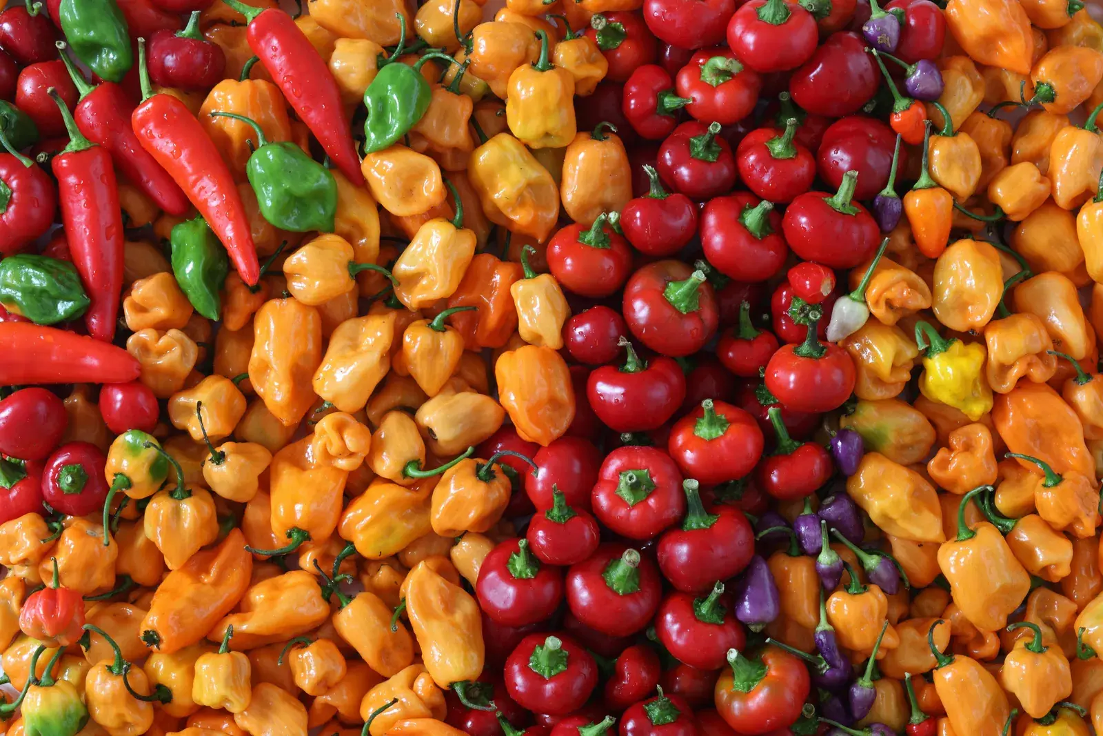 Chili Peppers Around the World: A Regional Guide to Global Varieties