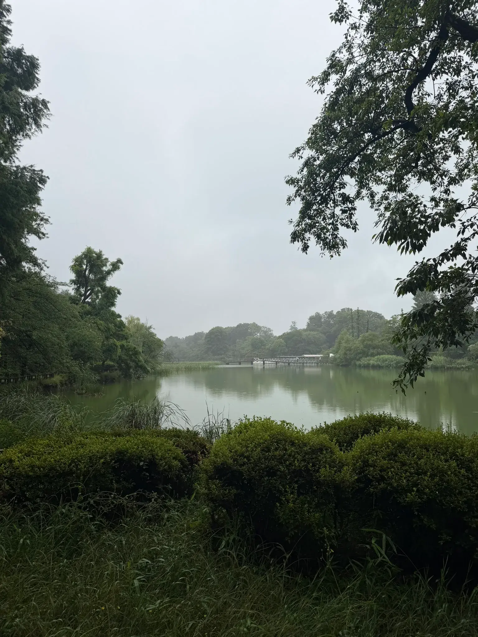 Beautiful lake surrounded by greenery at Inokashira Park in Tokyo